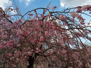 IMG_20250406_104517100_HDR.jpg