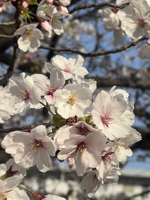 IMG_1184.jpeg