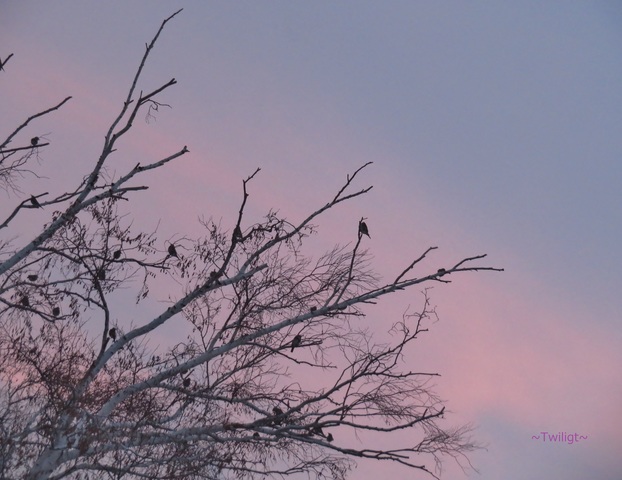 Twiligt.jpg