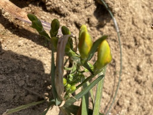 IMG_2025.jpeg