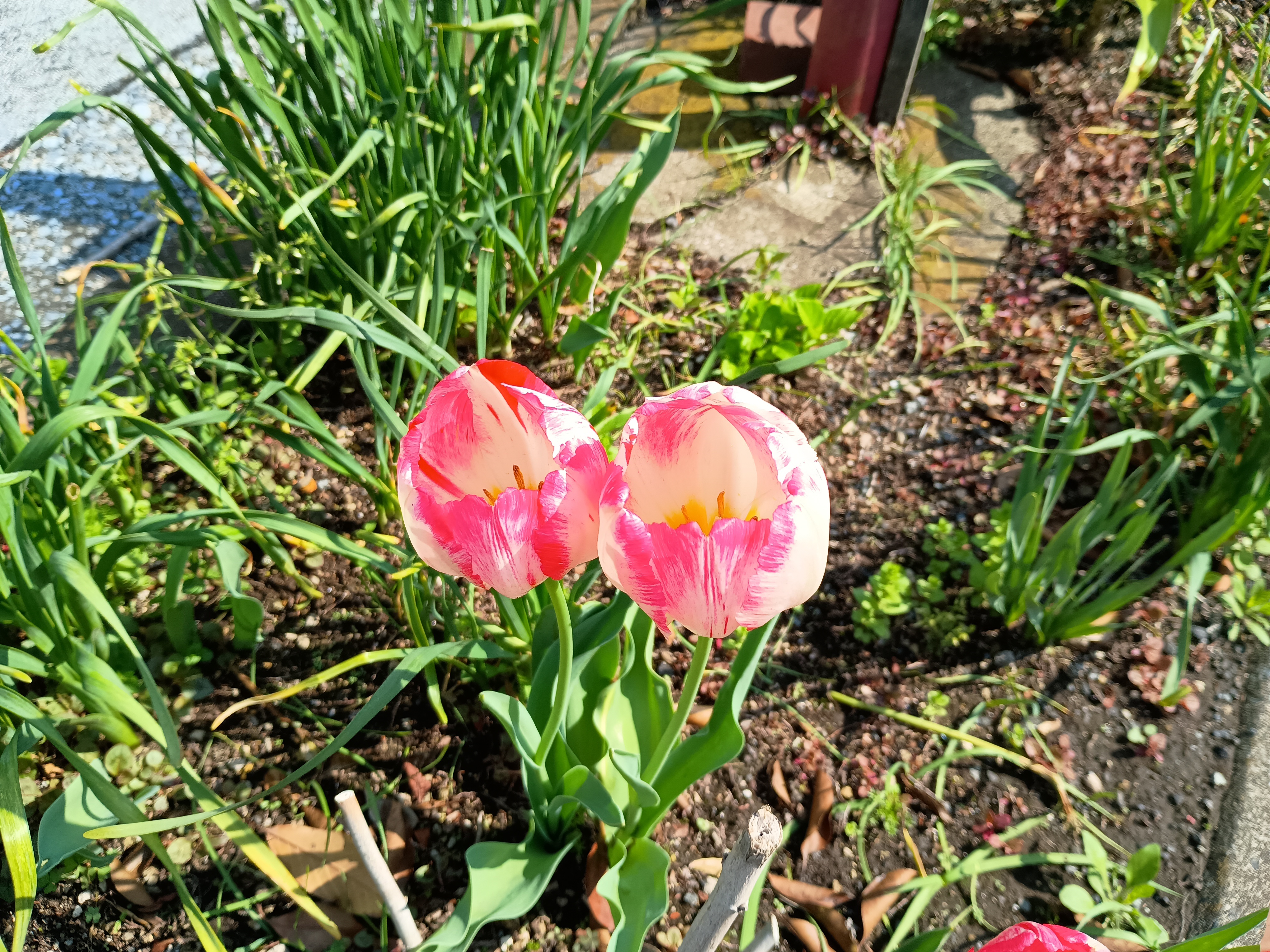 チューリップ.jpeg