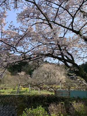 相野の枝垂れ桜.JPG