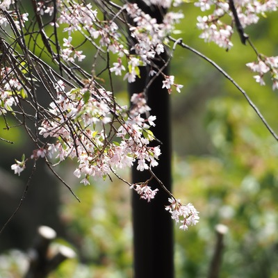 枝垂れ桜.jpg