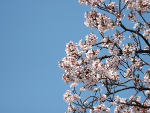 桜.jpg