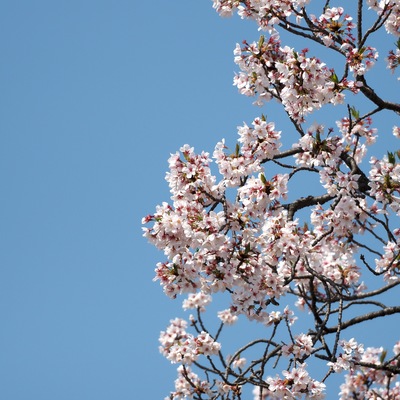 桜.jpg