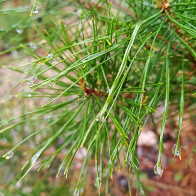 松の葉と雨.jpg