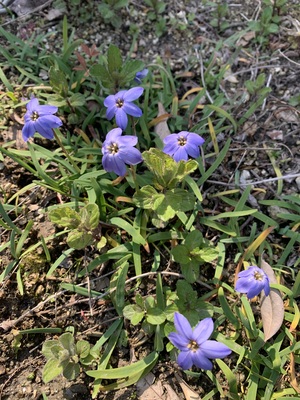 IMG_3447.jpeg