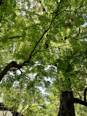 IMG_2998.jpeg