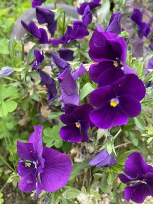 IMG_2036.jpeg