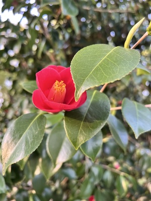 IMG_3067.jpeg