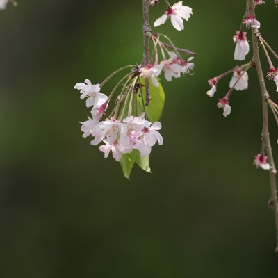 枝垂れ桜.jpg