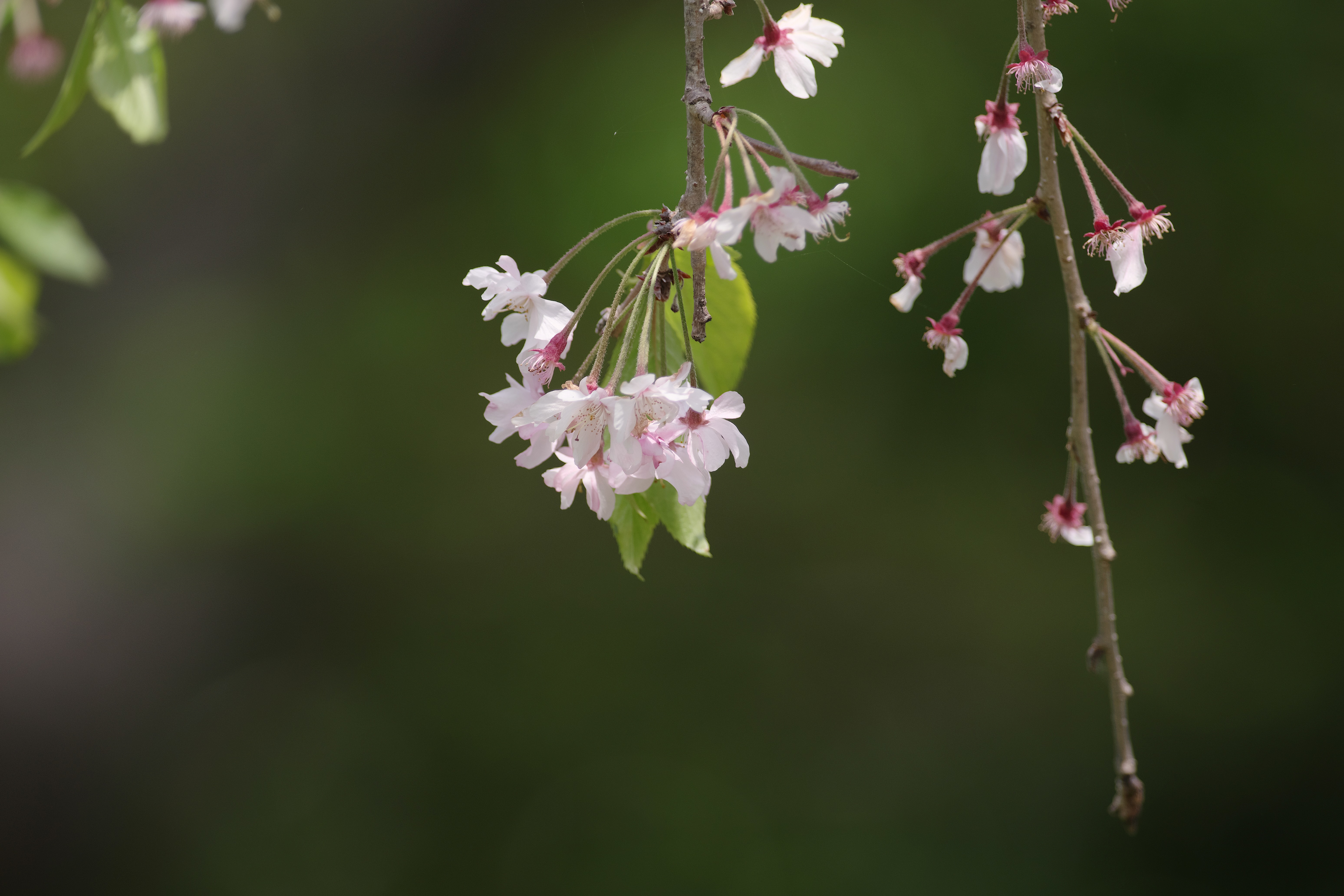 枝垂れ桜.jpg