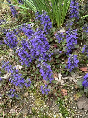 IMG_3470.jpeg