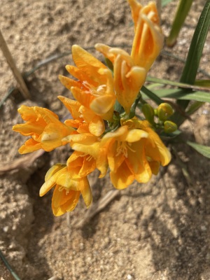 IMG_2034.jpeg