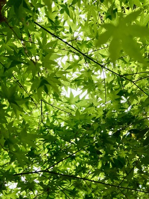 IMG_3232.jpeg