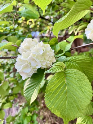 IMG_3392.jpeg