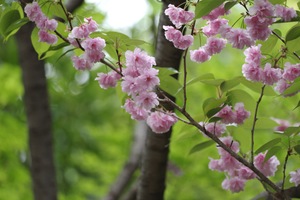 八重桜.jpg