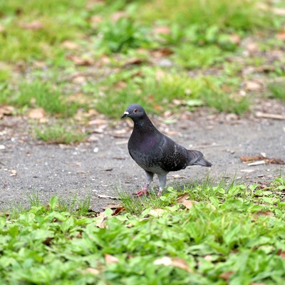 ハト.jpg