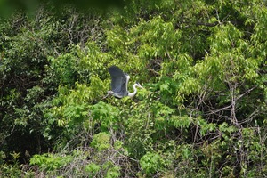 あおさぎ7.jpg