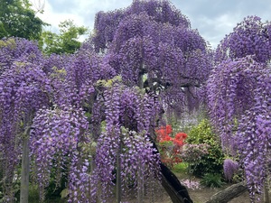 IMG_3400.jpeg