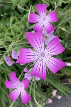 IMG_0124.jpeg