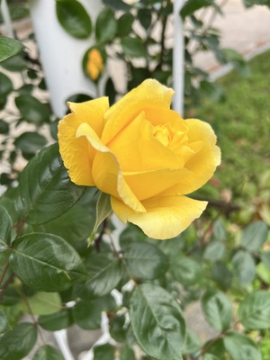 IMG_3713.jpeg