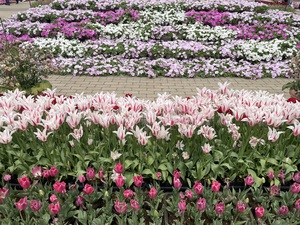 IMG_1916.jpeg