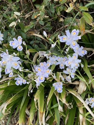 IMG_3474.jpeg