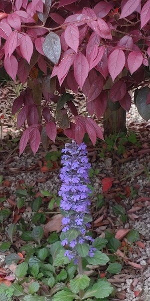 DSC_0756_2.JPG