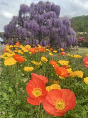 IMG_3445.jpeg