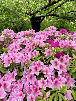 IMG_3805.jpeg