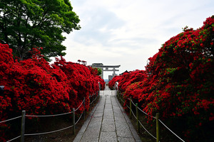 DSC_0798.jpg