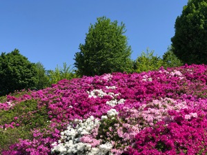IMG_3307.jpeg