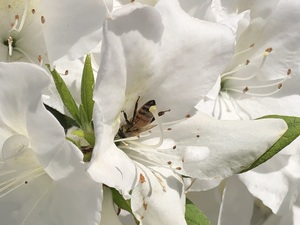 IMG_3310.jpeg