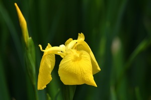 黄菖蒲_01.JPG