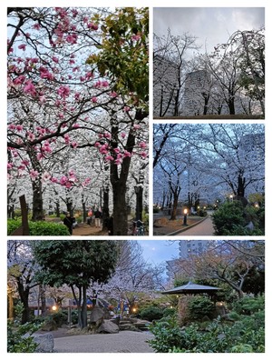 桜_川口西公園_250330.jpg
