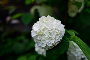 DSC_1596.jpg
