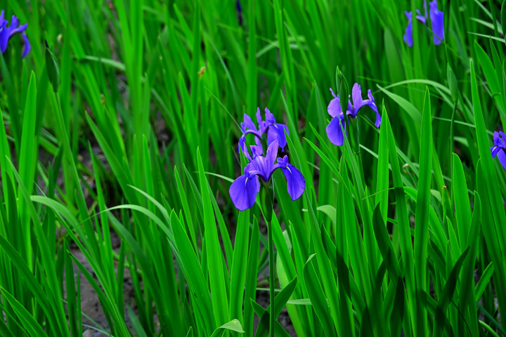 DSC_2570.jpg