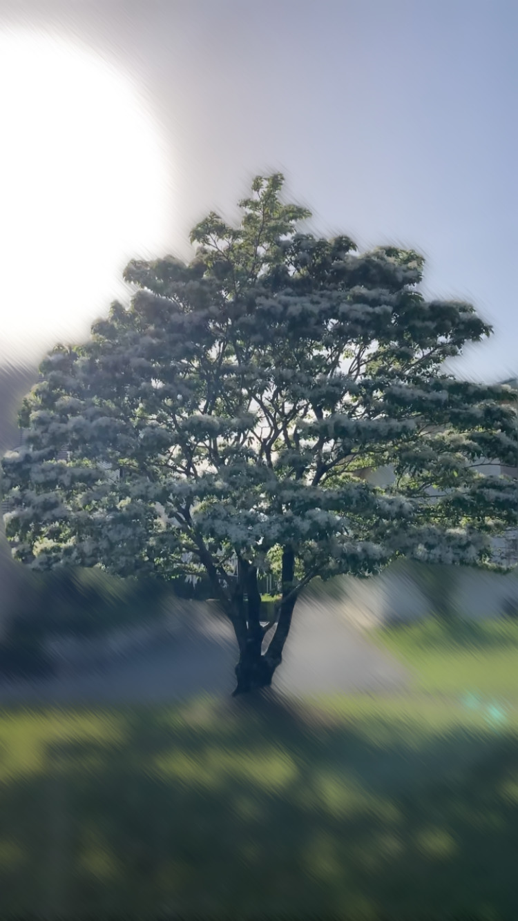IMG_2604.png