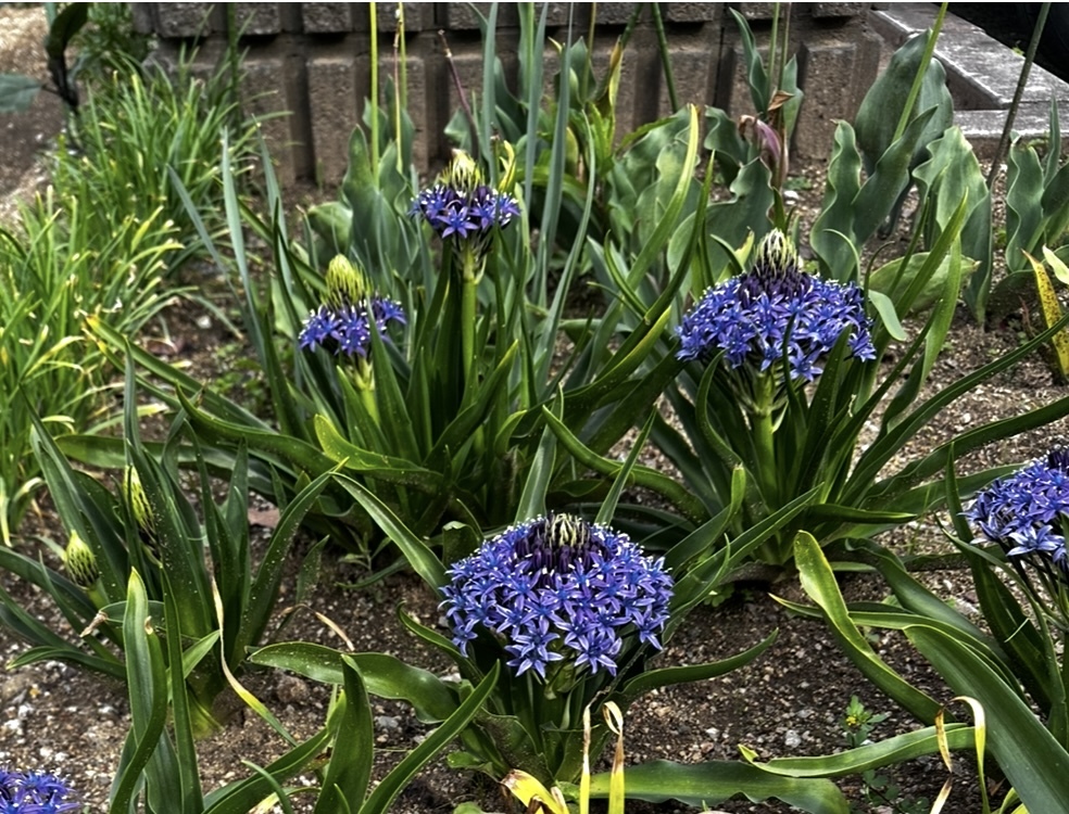 IMG_9664.jpeg