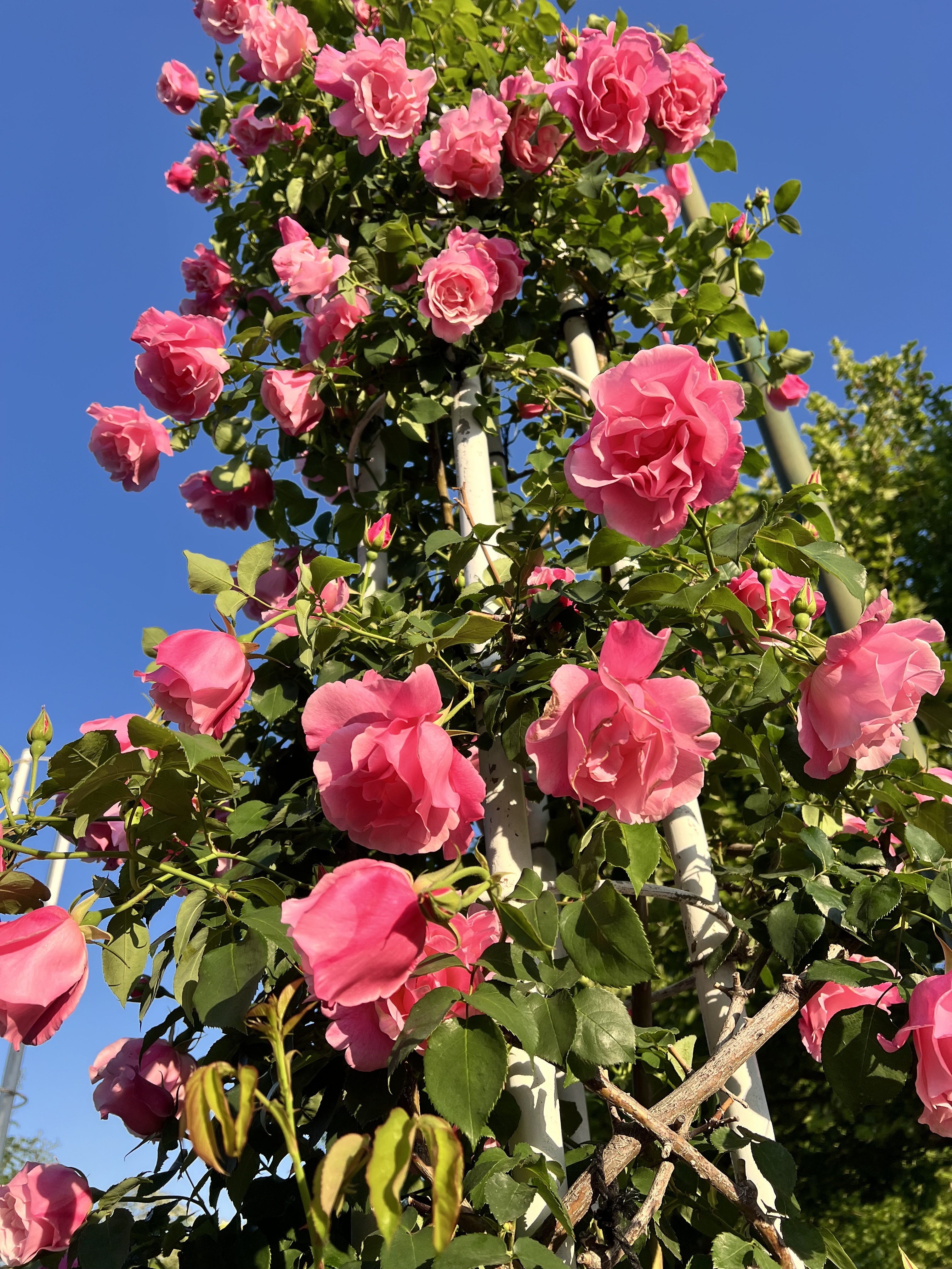 IMG_5020.jpeg