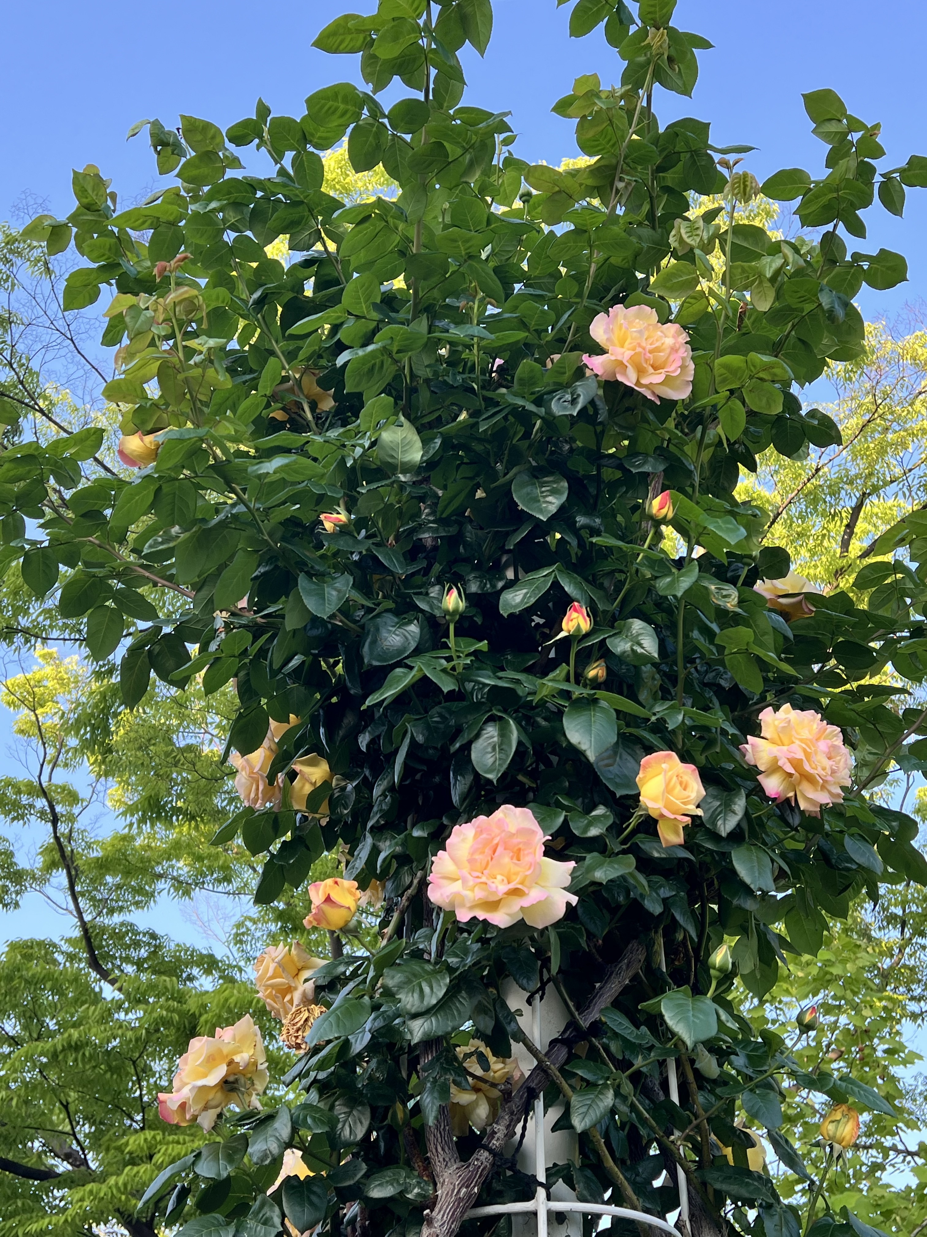 IMG_5031.jpeg