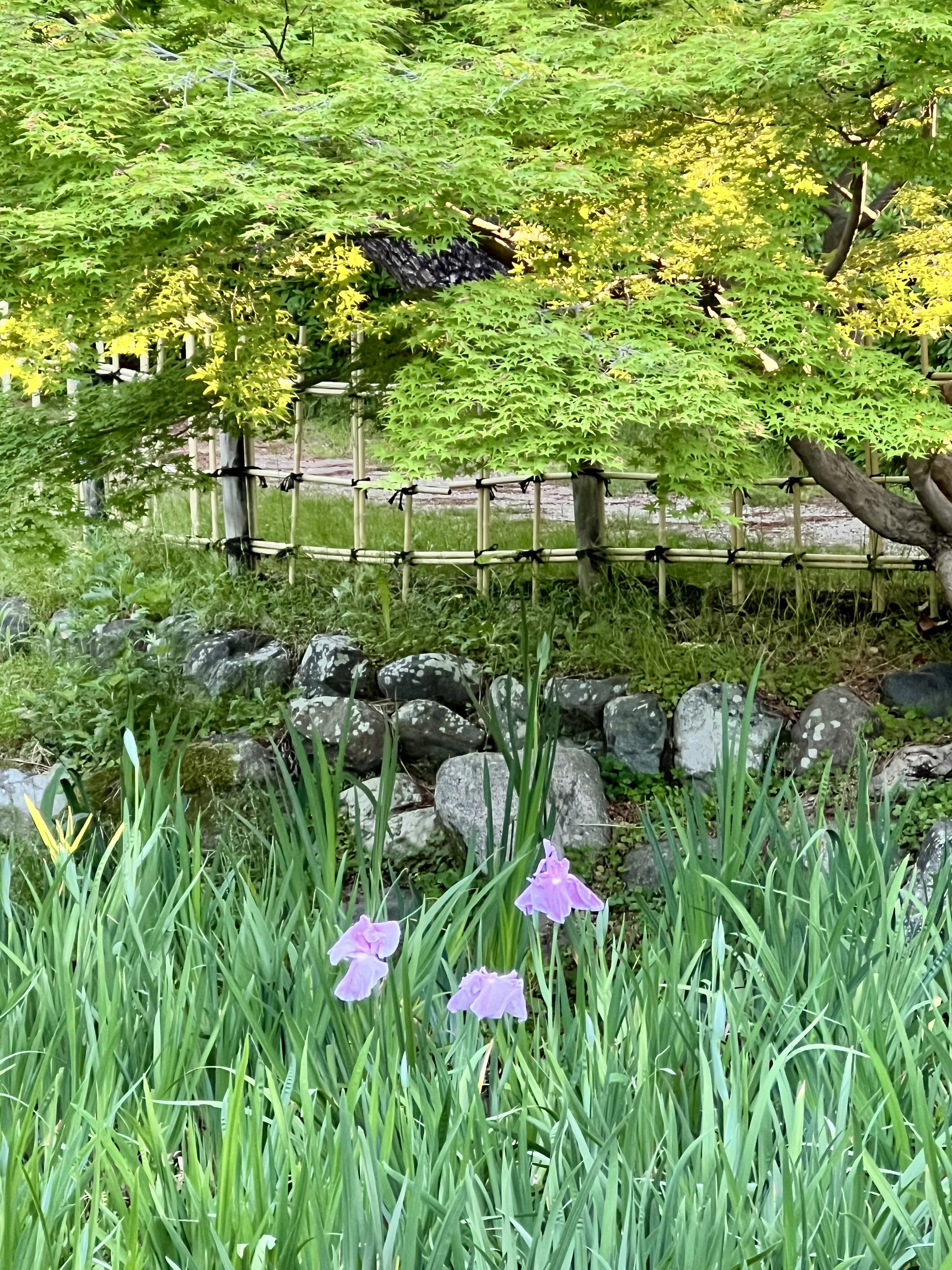 IMG_4964.jpeg