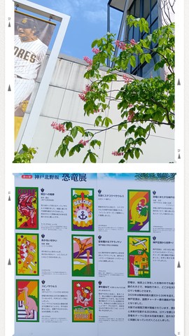 20250503_152203-COLLAGE.jpg