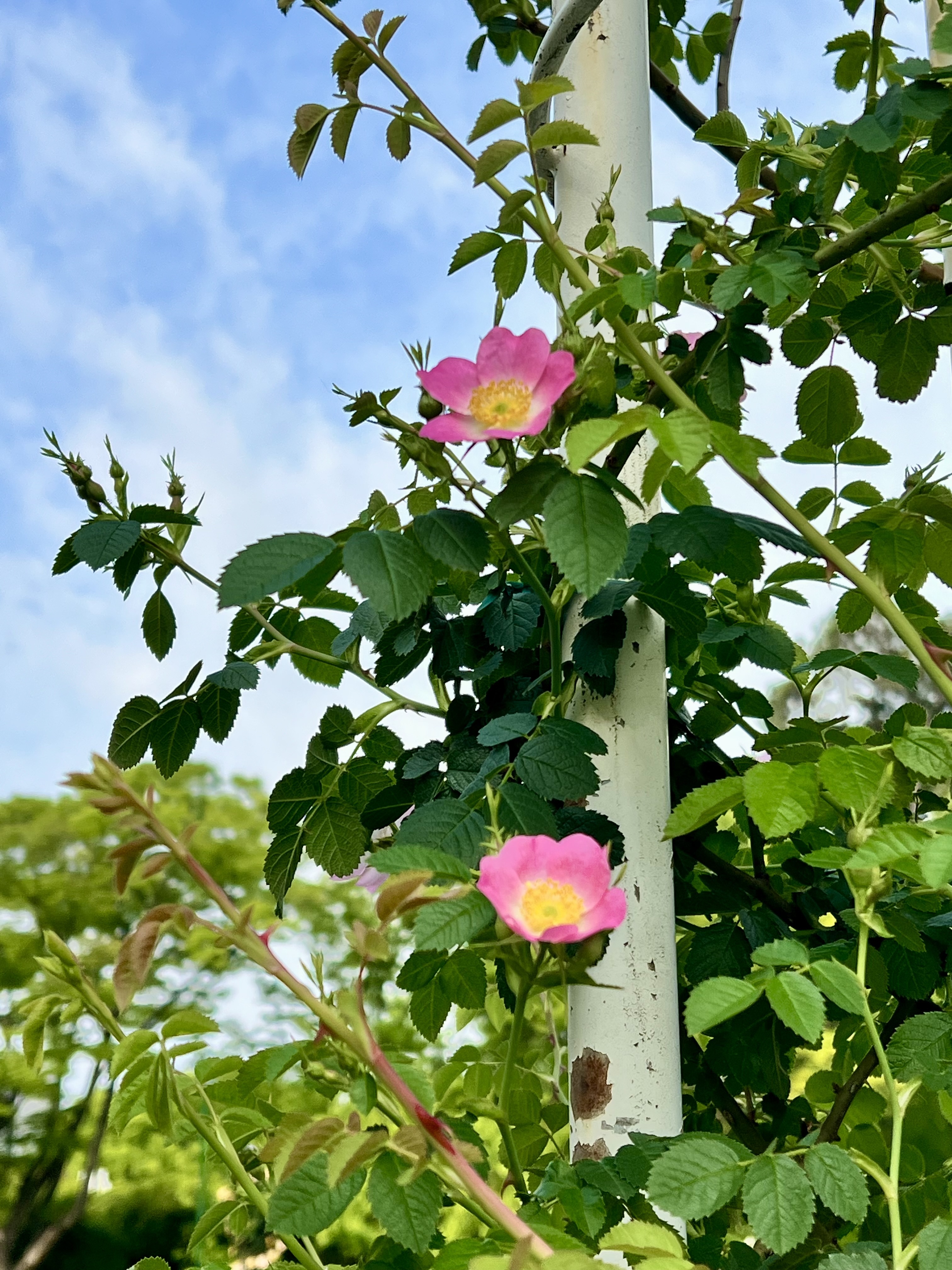 IMG_5290.jpeg