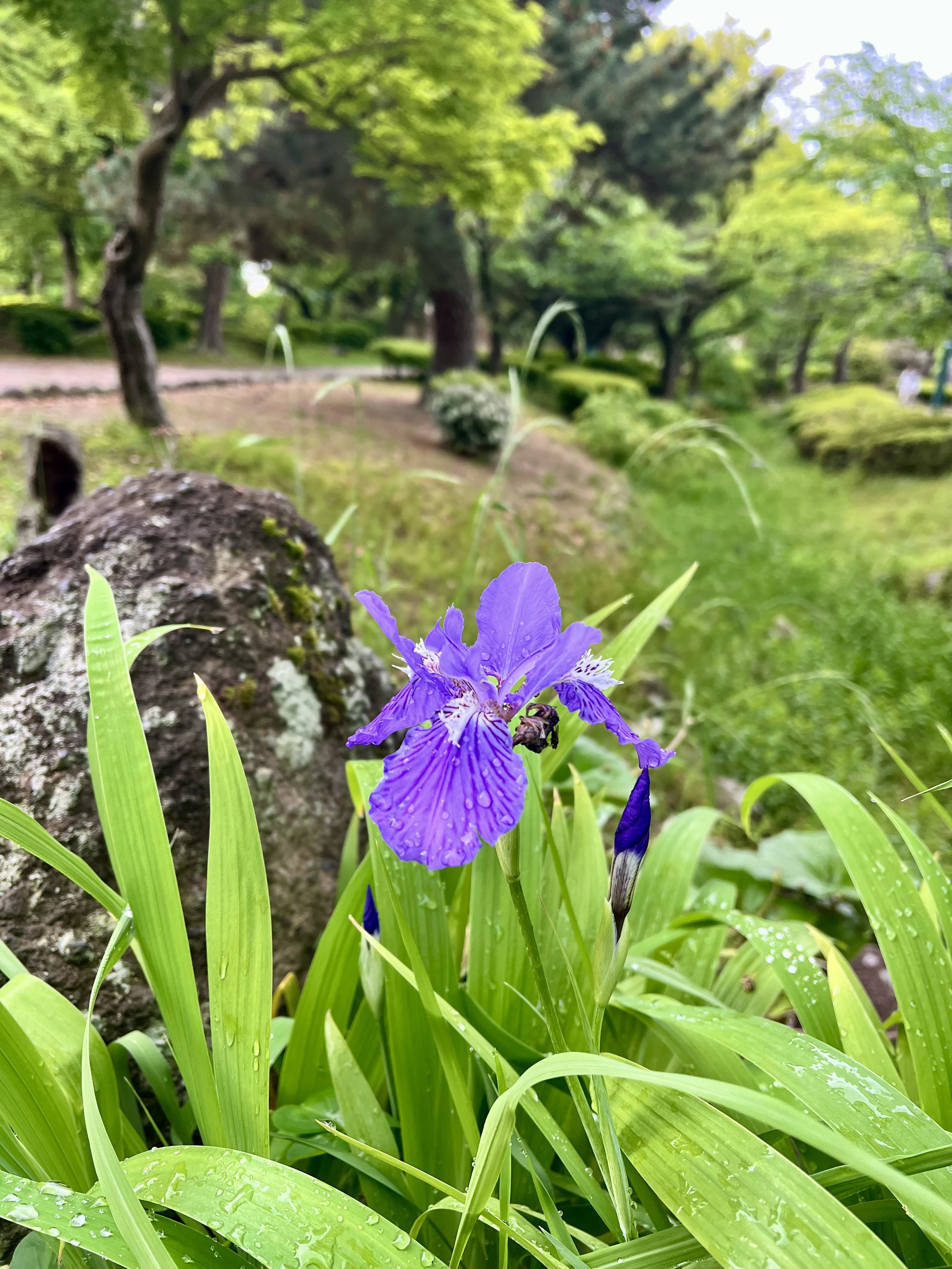 IMG_5050.jpeg