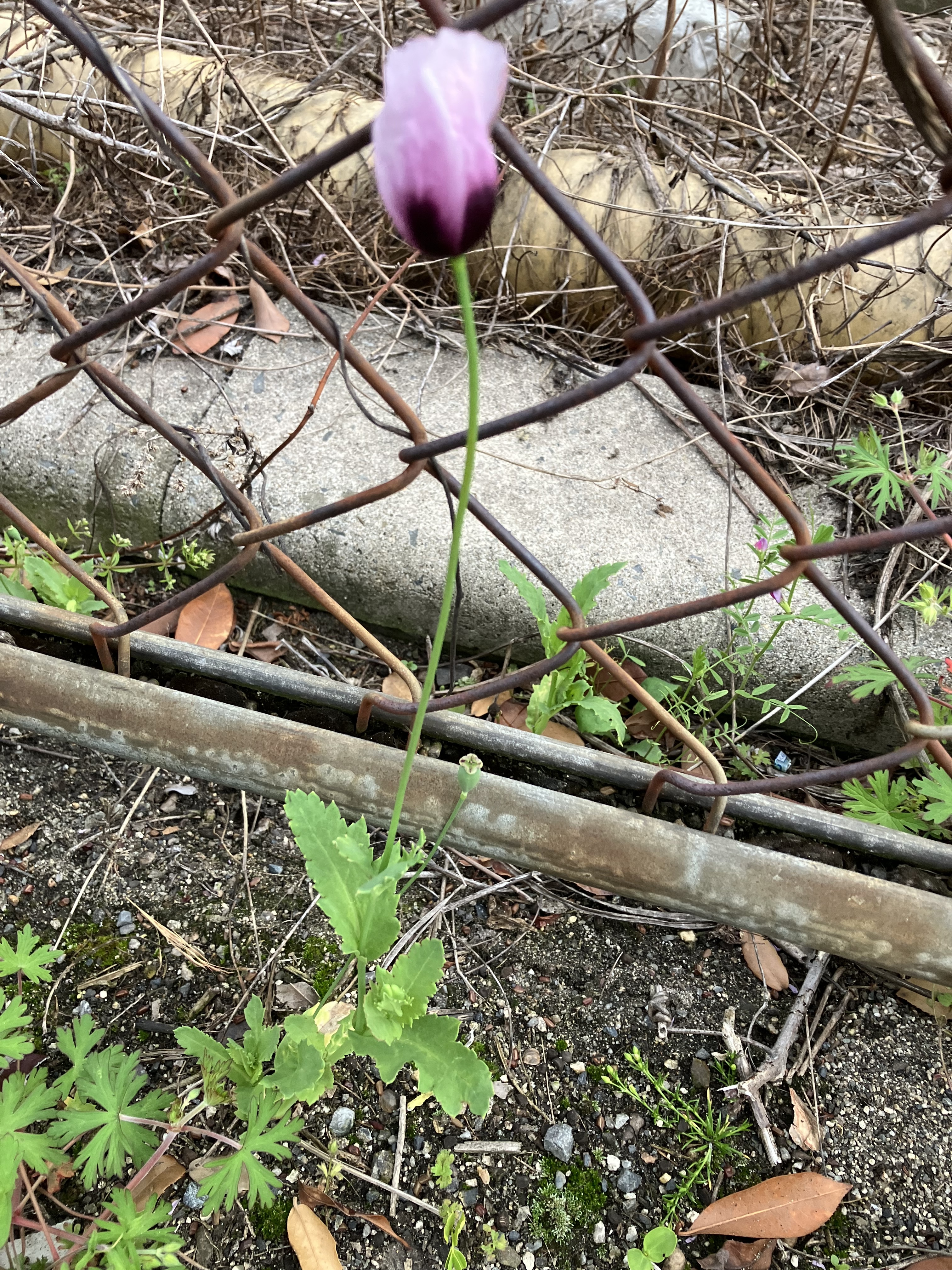 IMG_1509.jpeg