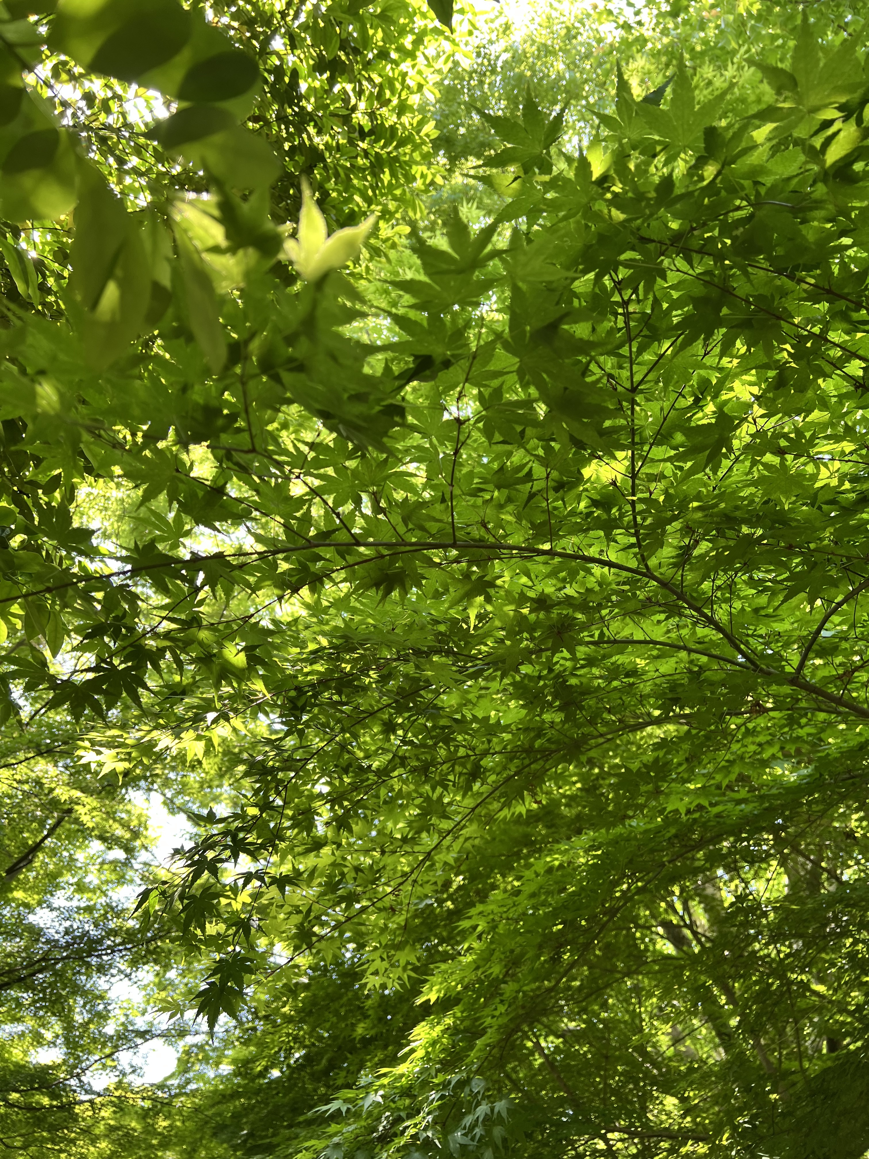 IMG_5343.jpeg