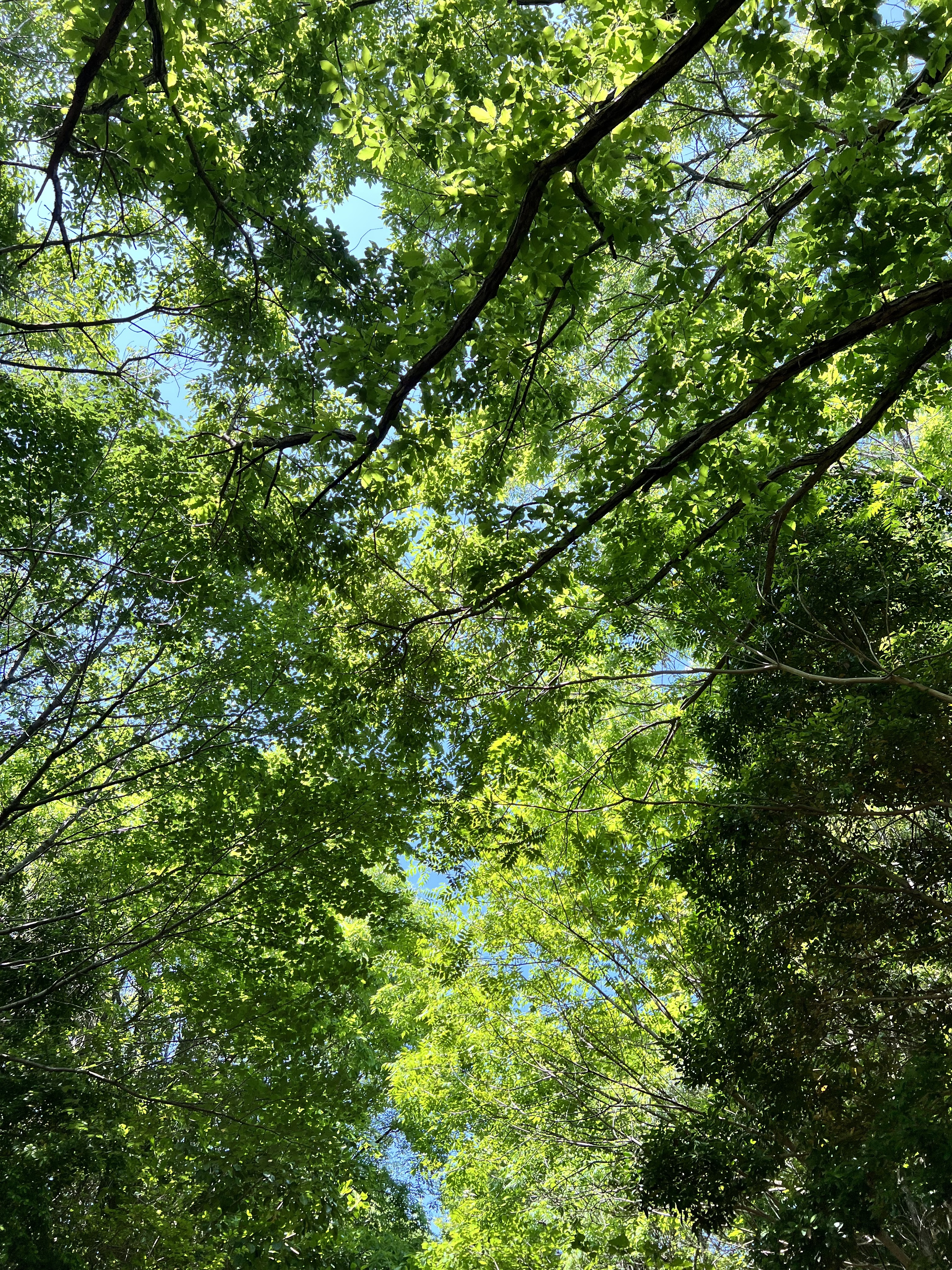 IMG_5318.jpeg
