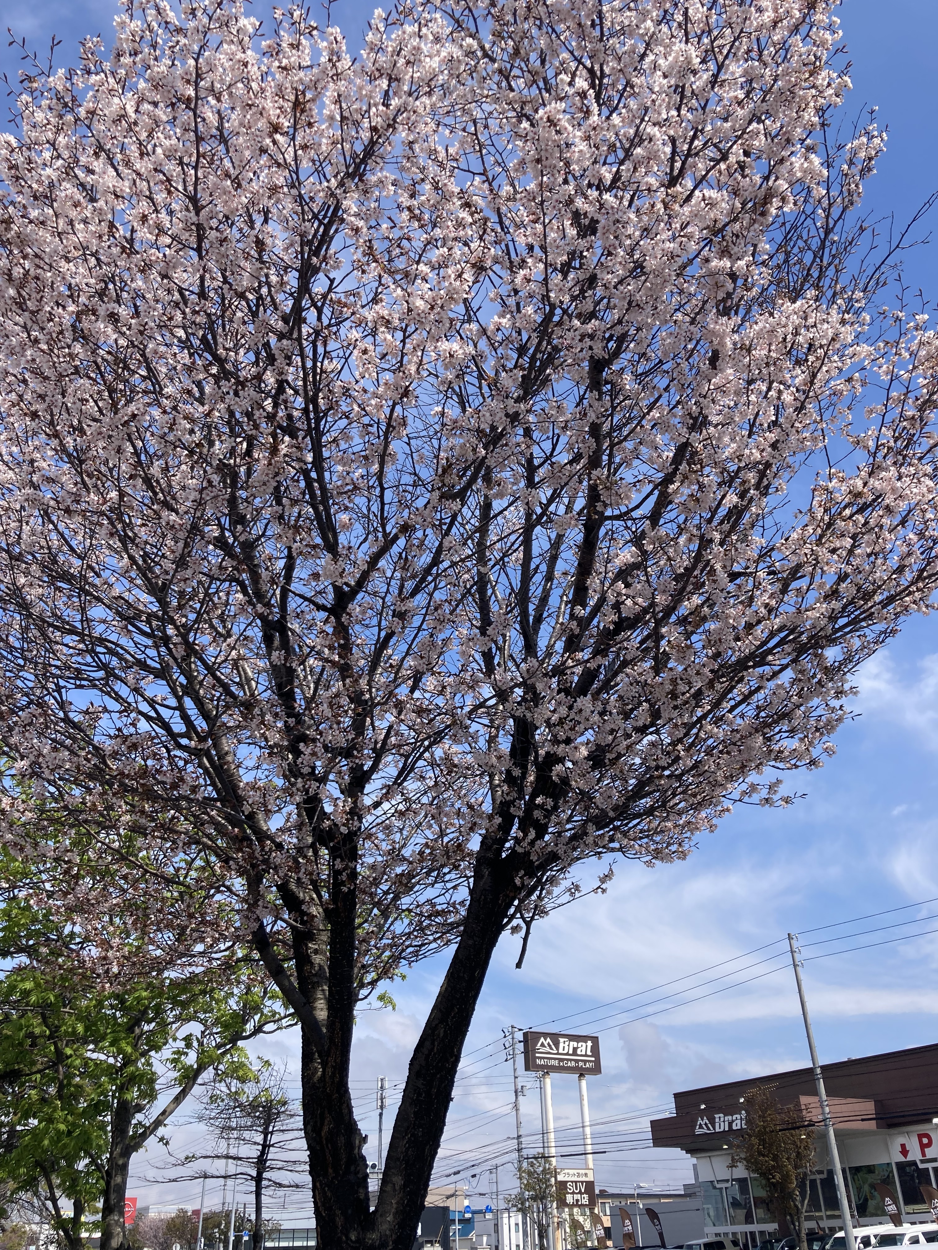 IMG_3823.jpeg